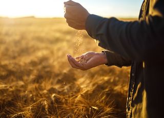 Календарь внесения удобрений: почему сроки подкормки зерновых так важны?